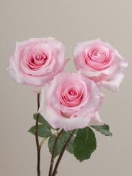 透明真心|閃亮花束 仙女粉 4 透明真心|閃亮花束 仙女粉:圖片 4